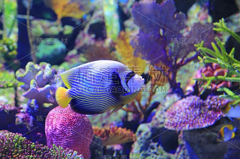 神仙鱼在水族缸的水底游泳。