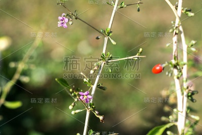 枸杞灌木的花和浆果
