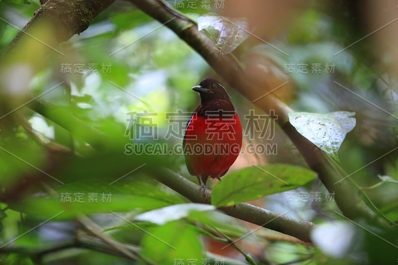 在马来西亚婆罗洲沙巴的沙巴谷，被宣布为非法的pitta (Erythropitta ussheri)