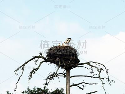 鹳的巢