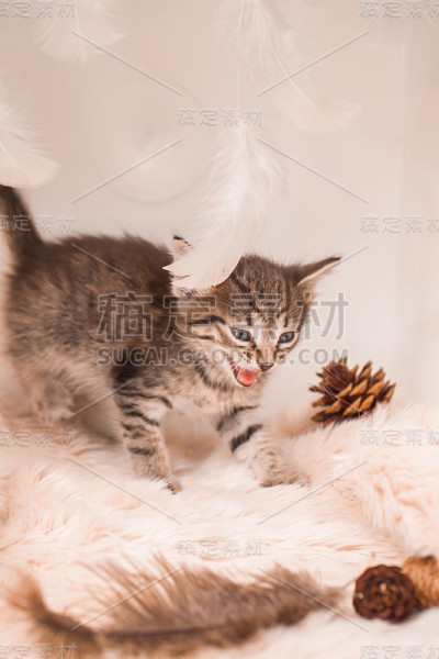 浅色背景上的深色小猫。美丽温柔的小猫，