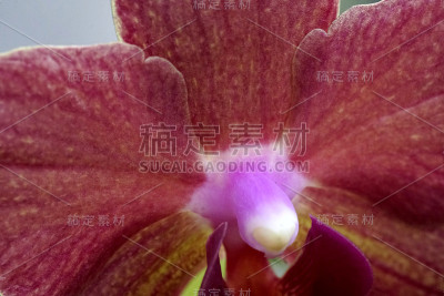兰花蝴蝶兰特写