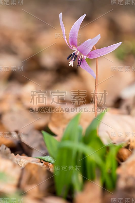 犬齿紫，百合科的狗齿紫或狗齿紫，初春开白色、粉红色或淡紫色花。卵形到披针形叶，白色球茎，潮湿的林地植