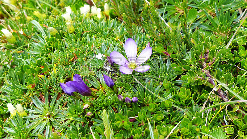 鲜花根蒂亚内拉宫