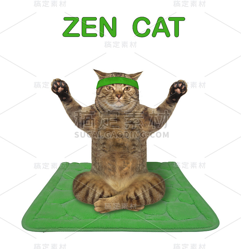 绿色垫子上的猫瑜伽