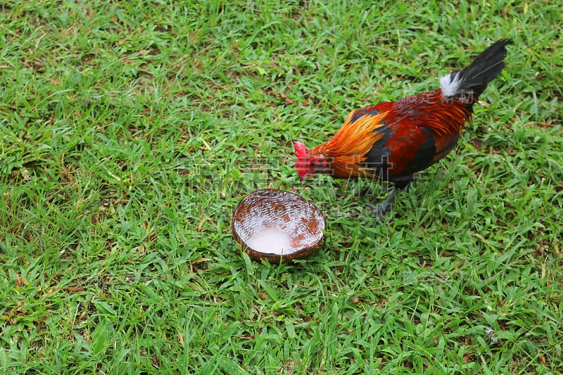 鸡吃椰子壳