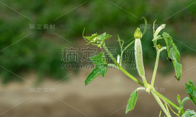 绿色和种植秋葵在一个蔬菜农场