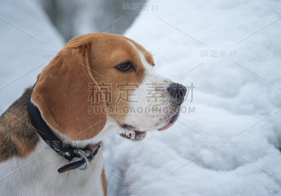 比格犬在冬天的雪地里散步