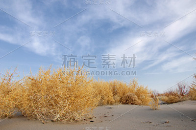 风滚草