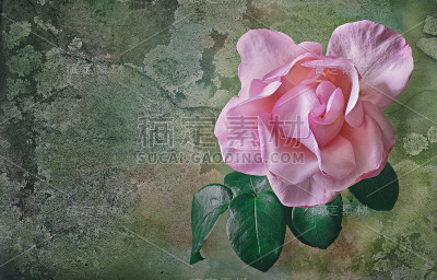 罗莎玫瑰