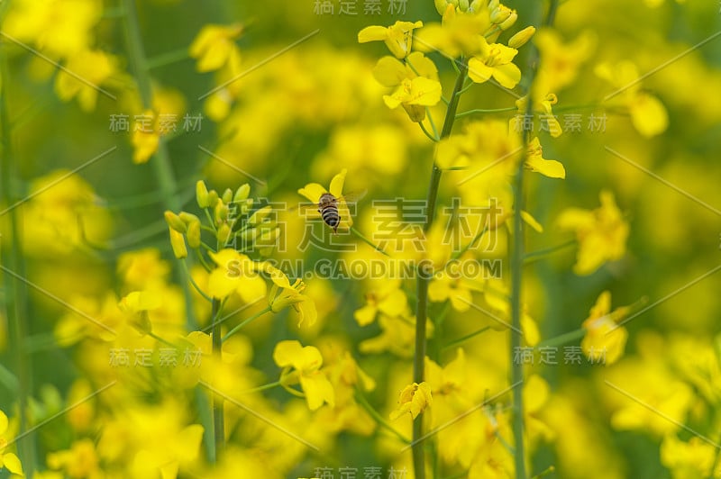 飞虫飞过油菜花。宏观照片