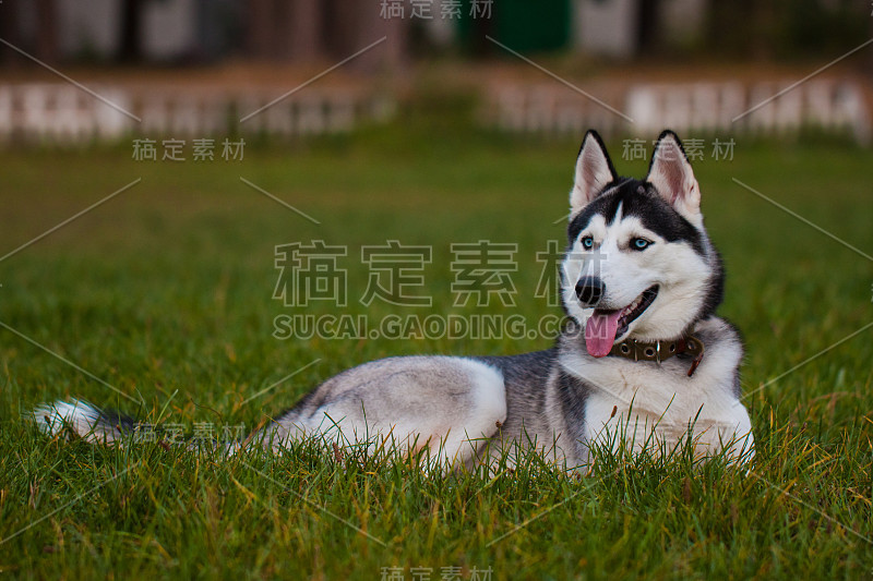 西伯利亚雪橇犬。