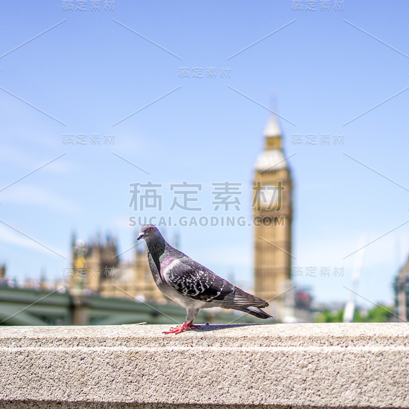 鸽子在伦敦