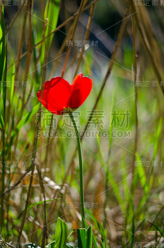 花园里的罂粟花是红色的，在阳光明媚的天气里花是鲜艳的