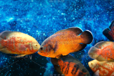 蓝色深海中有几条橙色的斑孔雀鱼。水族馆的外来居民。海孔雀。