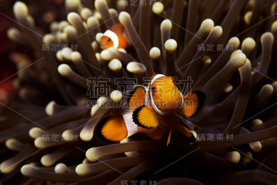 尼莫的水下