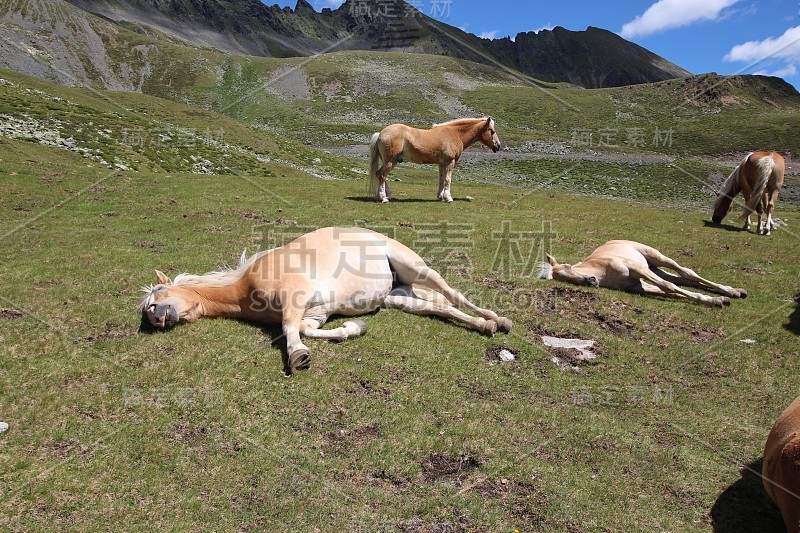 熟睡的马在斯瓦兹穆斯湖附近的高山草地，K?htai,提洛尔