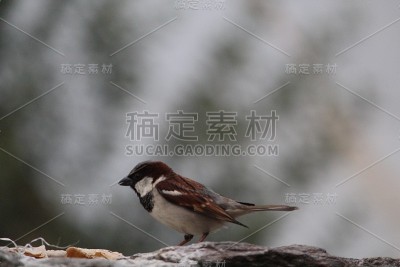 麻雀