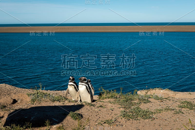 阿根廷瓦尔德斯半岛的一群企鹅