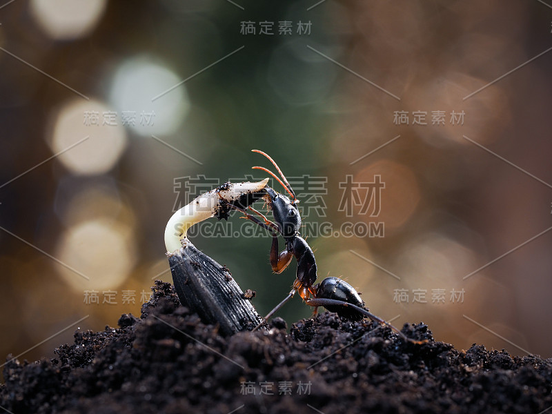 昆虫啃着种子的嫩芽