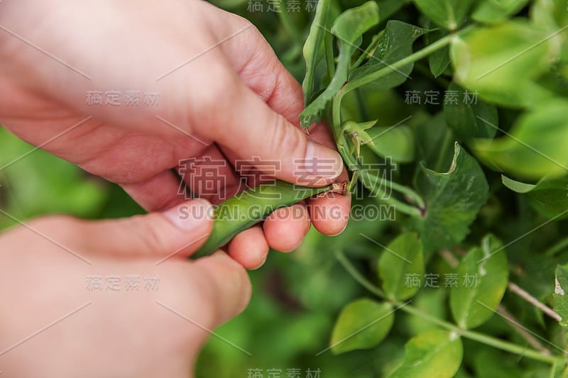 园艺和农业概念。女农场工人手收割绿色新鲜成熟的有机豌豆在花园里的树枝上。素食主义者家庭种植的食物。摘