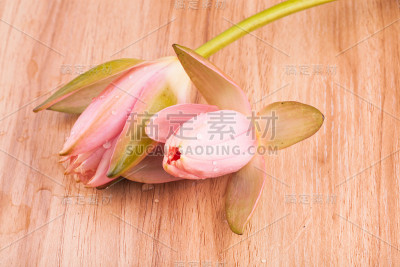 盛开的荷花