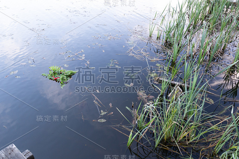 漂浮的花冠附近的海岸草在水和反映蓝色的夏季天空