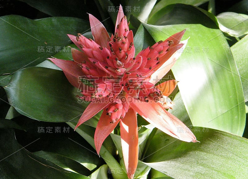 华盛顿Heliconia angusta 2010