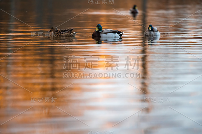 野鸭在湖上游泳