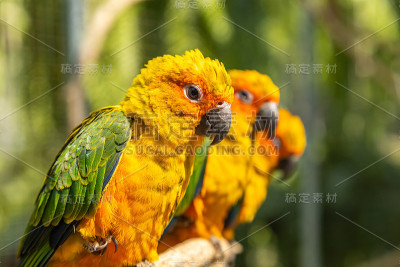 明亮的彩色锥尾鹦哥。