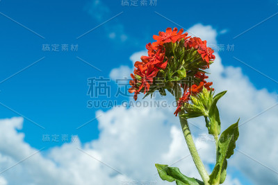 蓝天下花开，夏日。