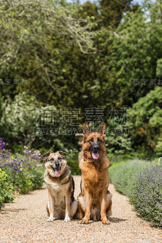 德国牧羊犬