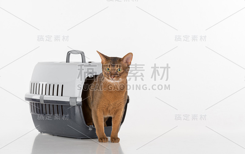 阿比西尼亚猫在白色背景和猫承运人箱