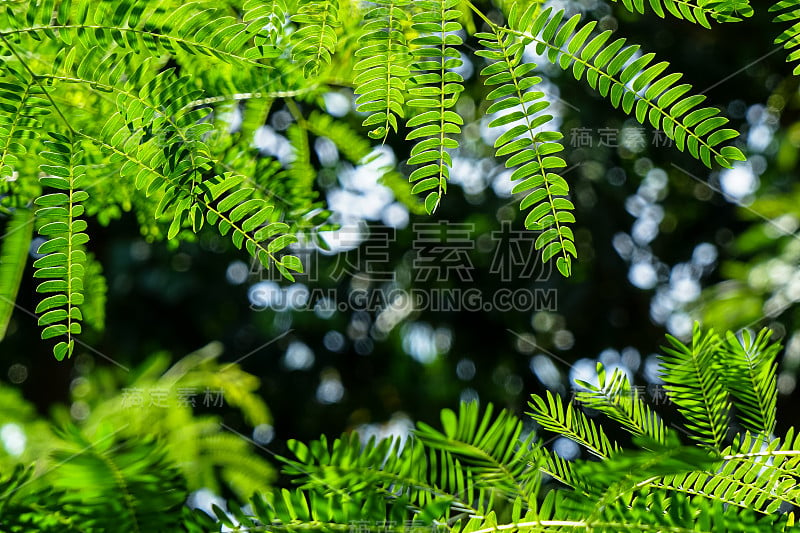 充满活力的嫩绿色的枝叶前景与深绿色和白色光散景背景