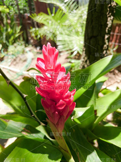 花园的花