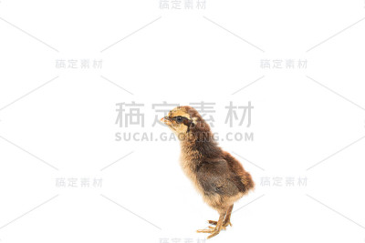 小鸡