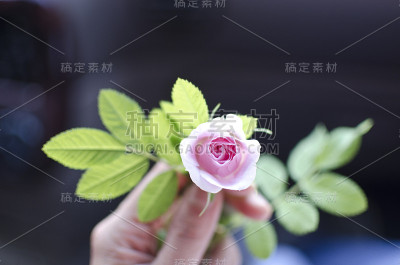 女人的手拿着一朵玫瑰