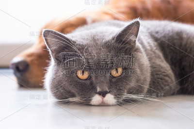 英国短毛猫和金毛猎犬