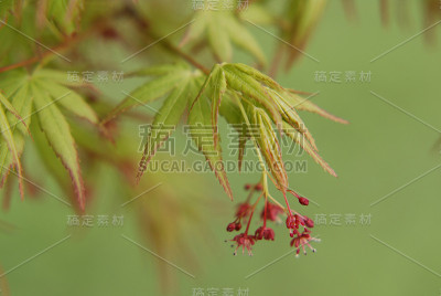 鲜绿的