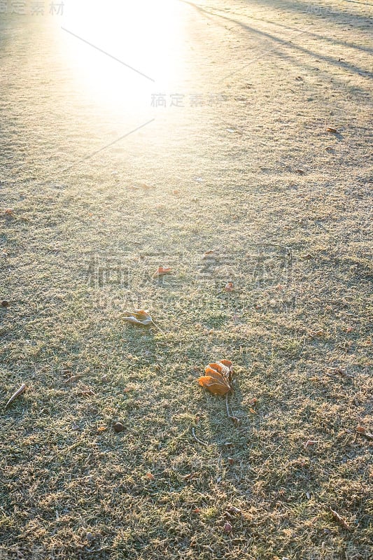 黄色的太阳在绿色的草地上冉冉升起