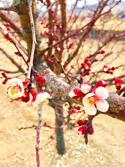 花雏菊，郁金香，杏树