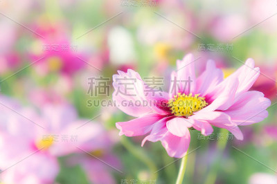 粉红色的宇宙花，雏菊在花园里开花