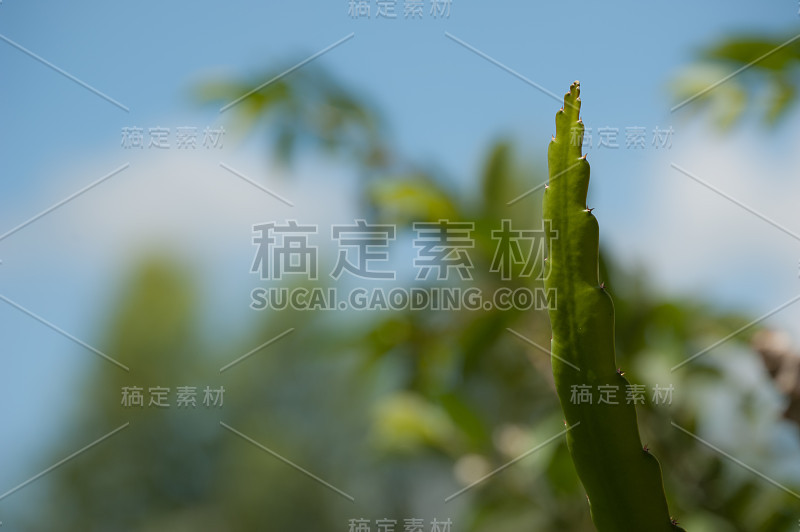 近距离观察亚洲龙植物上尖锐的刺