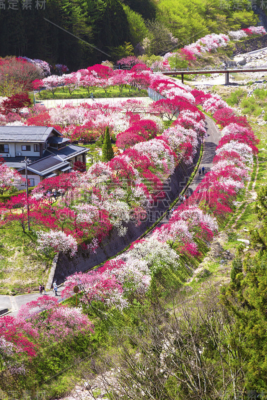 阿奇村是一个桃花村