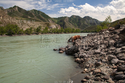 蒙古的风景，Hovd河和一群马