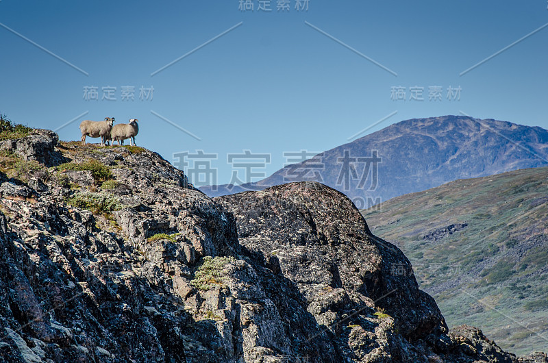 山羊在岩石顶上