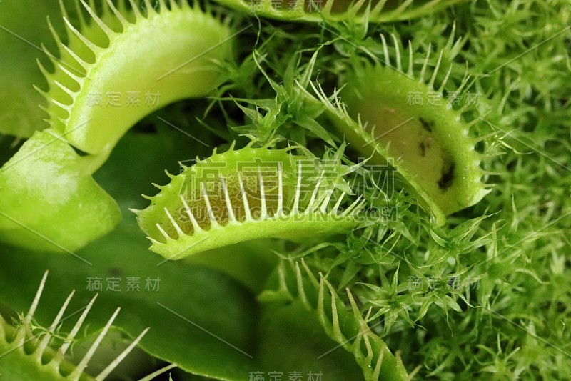 食肉植物维纳斯捕蝇草绿宏