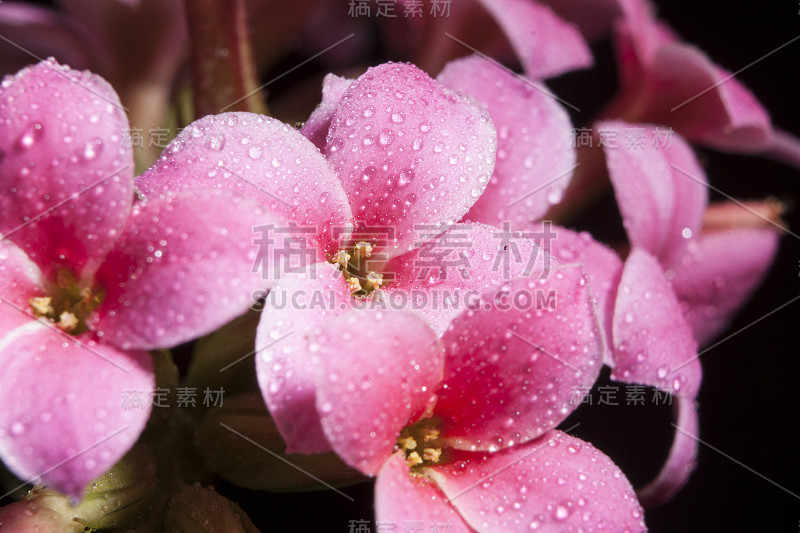 长寿