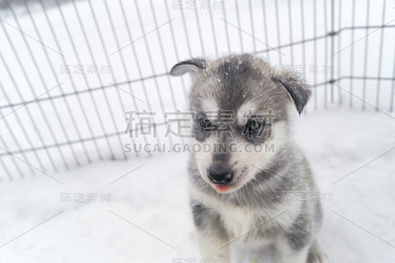 沙哑的