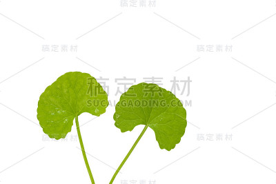草药感谢叶， 森泰拉亚洲， 戈图科拉在白色背景